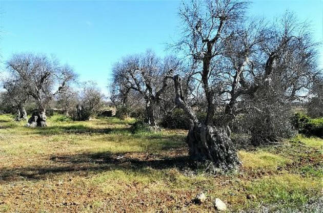 Una piattaforma elettronica per prevenire Xylella