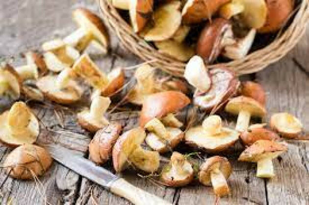 FUNGHI, ALLEATI DEL CUORE E DEL FEGATO