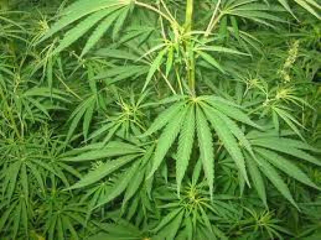 ADUC Legalizzazione cannabis. Stato dei fatti nel mondo. Conoscere per meglio lottare