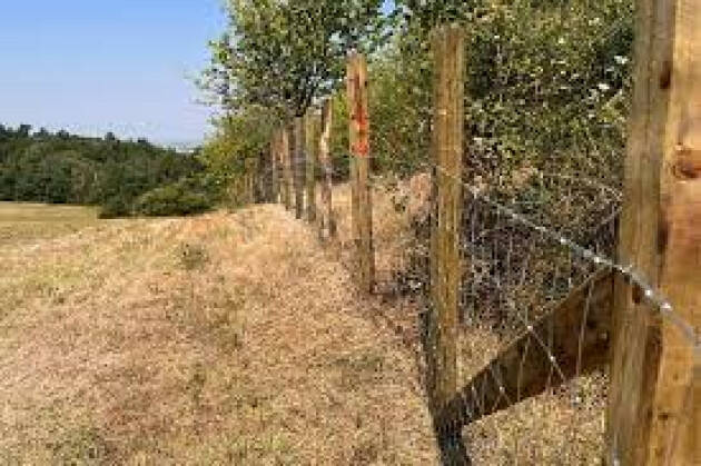 LNews-PESTE SUINA, REGIONE INVESTE 1,5mil EURO PER COMPLETARE BARRIERE ANTI VIRUS