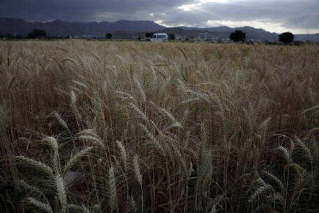 Mille bambini impegnati nella semina collettiva del grano