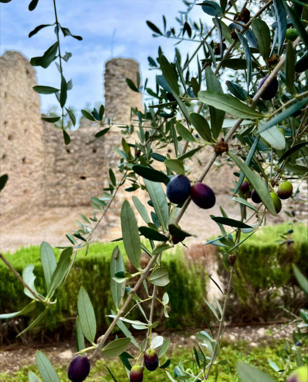 Naquane: Al Museo per raccogliere castagne e spigolare olive. Lo annuncia Emanuala Daffra