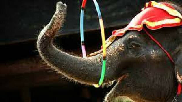 PIACENZA - La sindaca : 'lo sfruttamento degli animali non è più ammissibile'