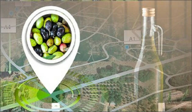 Enea studia la tracciabilità delle olive per l'Olio Extravergine