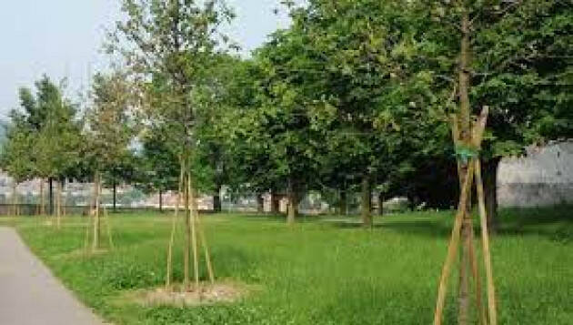 #miglioraCR Ripiantumazione di 100 nuovi alberi, tolte piante non sicure