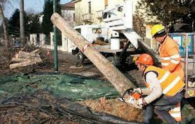 CREMONA: Al via il piano di ripiantumazoni, a dimora 100 nuovi alberi