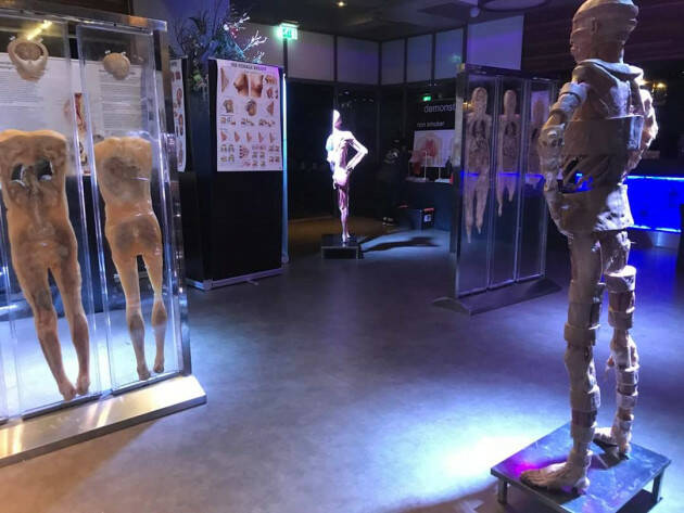 Evento ‘ESPOSIZIONE ANATOMICA’  DEL CORPO UMANO a CREMONA