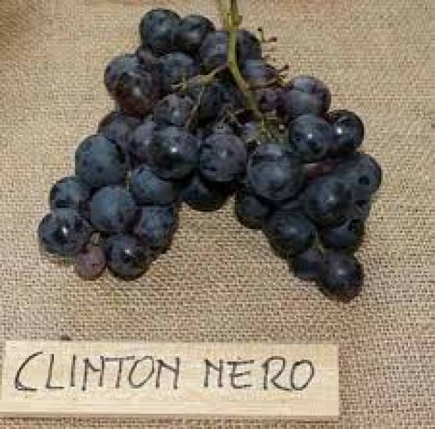 DOVE STA LA VERITA’ ? PERCHE’ E’ STATO BANDITO IL VINO CLINTON?
