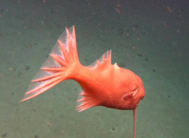 Per la prima volta due donne raggiungono il fondo alla fossa delle Kermadec