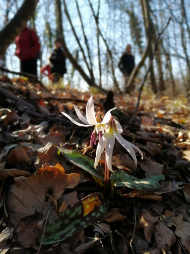 PASSEGGIATA DELLE FIORITURE INVERNALI