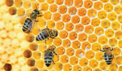 Coldiretti Brescia: con temperature sopra la media api disorientate lasciano alveari in cerca di cibo