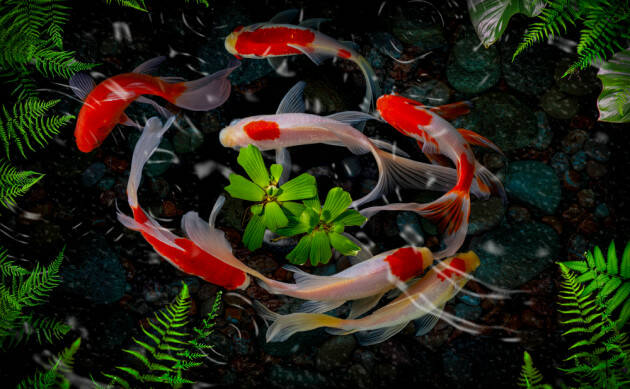  A CremonaFiere il 20 e 21 maggio Italian Koi Expo