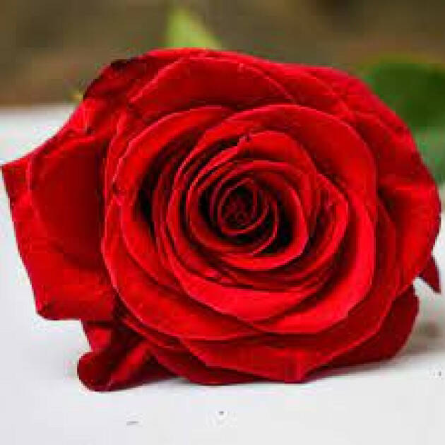 San Valentino: Cia, con boom prezzi rose a 10 euro nel bouquet predomina il verde