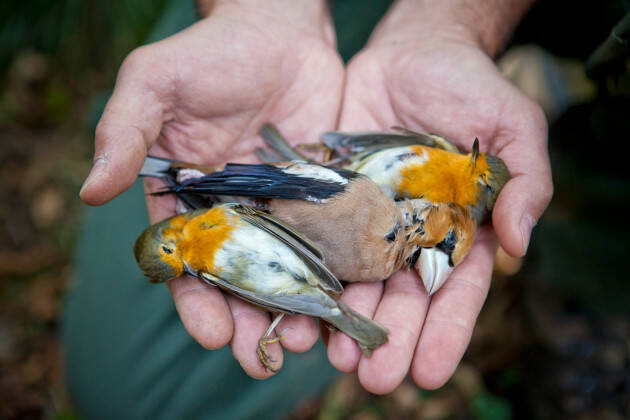 GIÙ LE MANI DALLA FAUNA SELVATICA