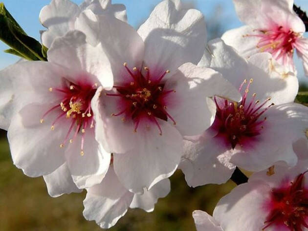 Passeggiata tra i mandorli in fiore