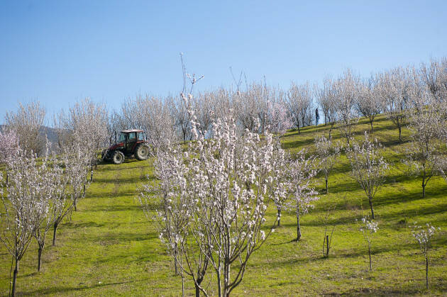 DOMENICA 19 MARZO 2023  LA PASSEGGIATA DEI MANDORLI IN FIORE