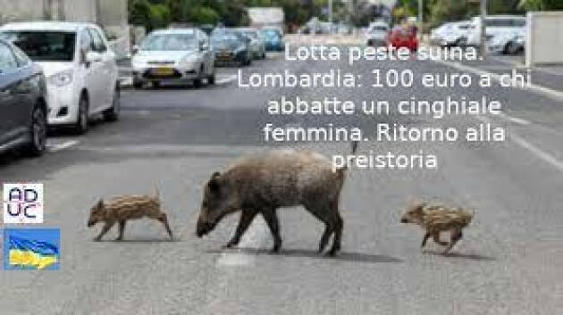  ADUC Lotta peste suina. Lombardia: 100 euro a chi abbatte un cinghiale femmina.