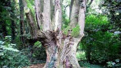 Campagna Censimento Pioppo nero: alberi monumentali | Leonardo Del Priore