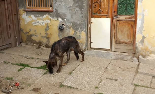 SEQUESTRATI 40 CANI E 7 GATTI IN PROVINCIA DI PAVIA