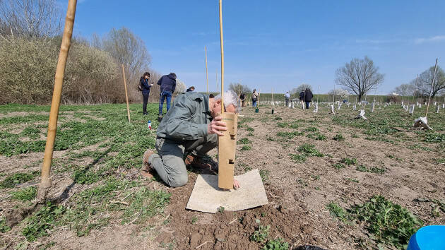 Riprendono le giornate di impianto alberi in Lombardia 