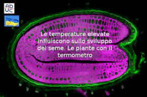 ADUC Le temperature elevate influiscono sullo sviluppo del seme. 