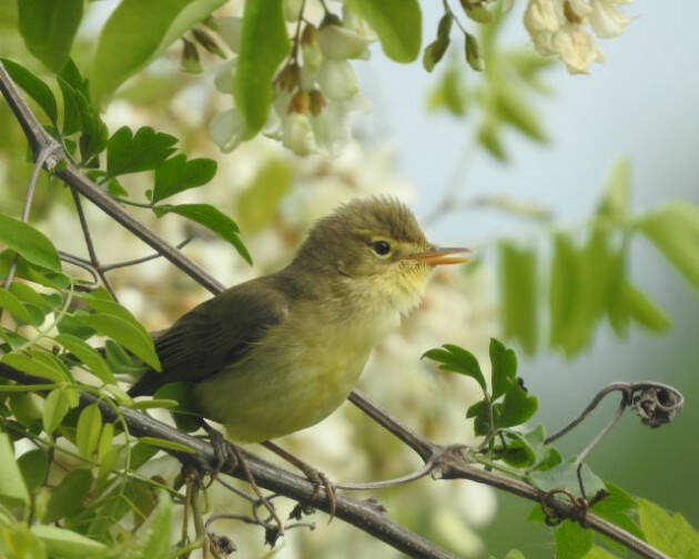 BIOBLITZ  il 14 maggio apre al pubblico Bosco Didattico di Castelleone