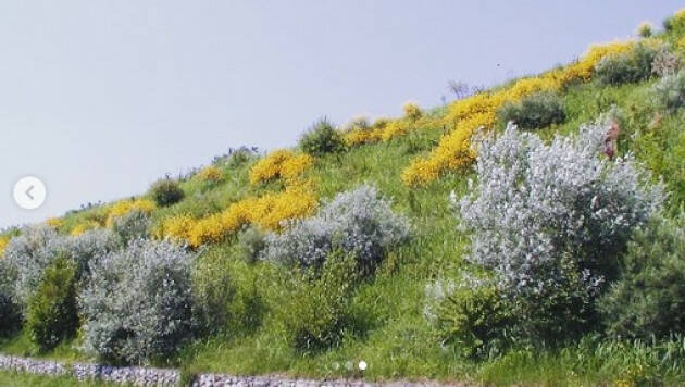 Nuovo bosco planiziale padano e recupero discarica San Rocco ! Ori Maurizio