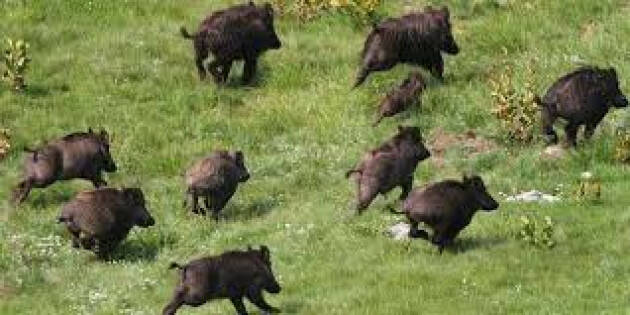 Matteo Piloni (Pd) Troppi cinghiali sul nostro territorio