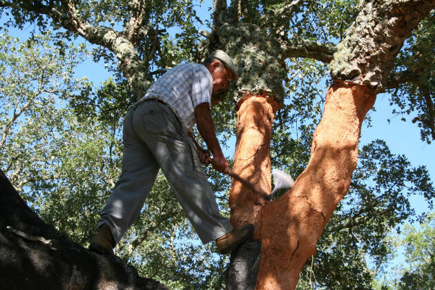 Portogallo DECORTICA: DAL FASCINO DELLA TRADIZIONE ALLA RIVOLUZIONE PER IL FUTURO