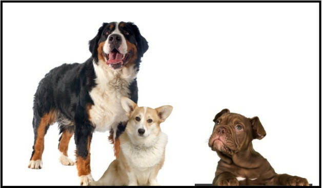 Vetrinari Crenoma Aperte iscrizioni on line Patentino  proprietari di cani 2023