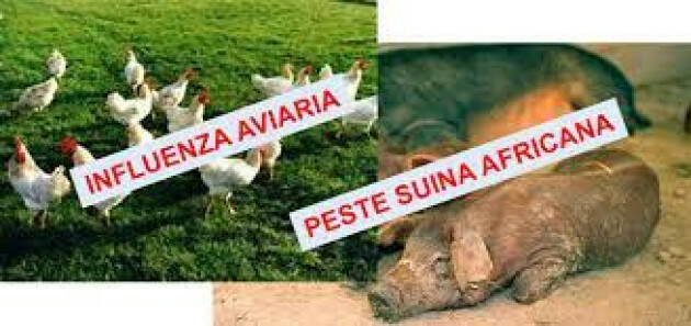 Lombardia Peste suina e africana e influenza aviaria: il punto in Commissione Sanità