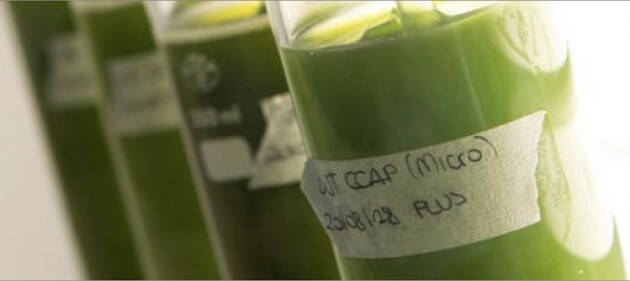 Una microalga marina per una bioeconomia più sostenibile, alimentata dalla luce solare