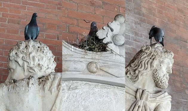 #miglioraCR I colombi 'occupano' la Loggia dei Militi