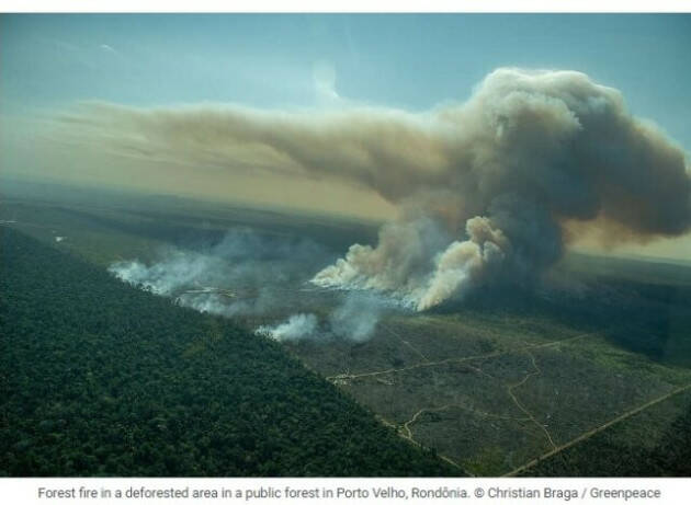 In vigore la nuova legge europea per combattere la deforestazione nel mondo