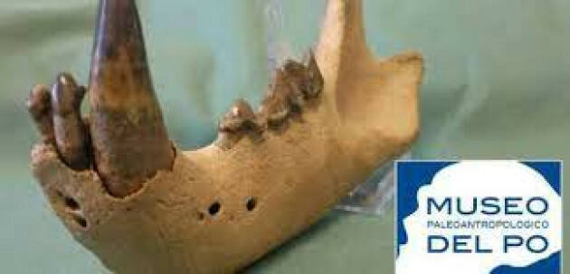 Davide Persico presenta Museo Paleoantropologico del Po di San Daniele Po