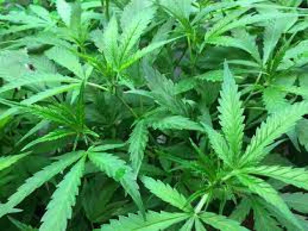 CANNABINOIDI ATTUALI DEVASTANTI SE 'TAGLIATI' CON DROGHE SINTETICHE