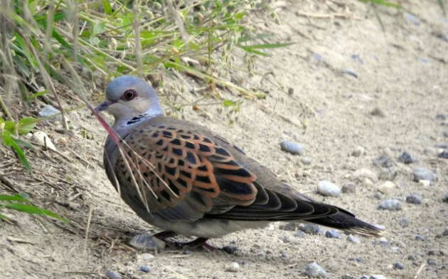 Apertura Bosco didattico domenica 9 luglio 2023