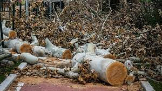 MILANO MALTEMPO. APERTO IL BANDO PER IL RIUSO DEL LEGNO DEGLI ALBERI ABBATTUTI