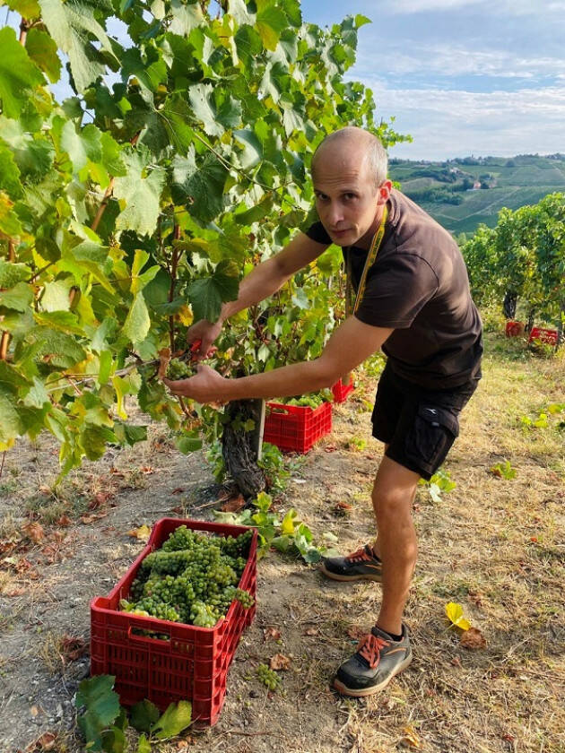 Coldiretti Vino, vendemmia al via: +5% uve nonostante grandinate e nubifragi