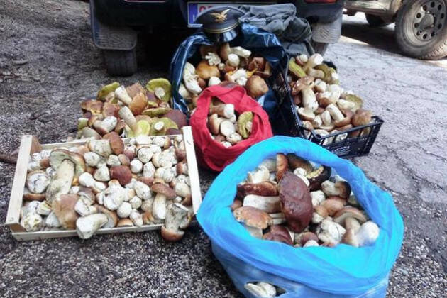 RACCOLTA FUNGHI IN SICUREZZA CON ATS VAL PADANA