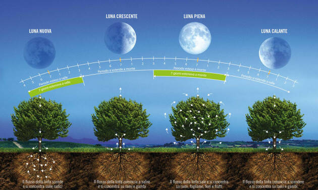 ADUC Fasi lunari e riproduzione. Il satellite dona eccitazione