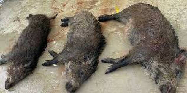  PILONI (PD):NECESSARIO AUMENTARE GLI ABBATTIMENTI DEI CINGHIALI