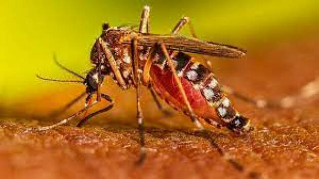 Piacenza Conclusa l’attività di disinfestazione a seguito caso febbre da Dengue