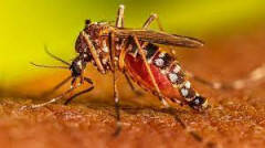 Piacenza Conclusa l’attività di disinfestazione a seguito caso febbre da Dengue