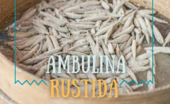 Pizzighettone Remi in tavola  Ambulina rustida: 8-10 settembre