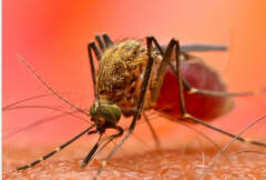 Crema Virus Dengue: disinfestazione straordinaria