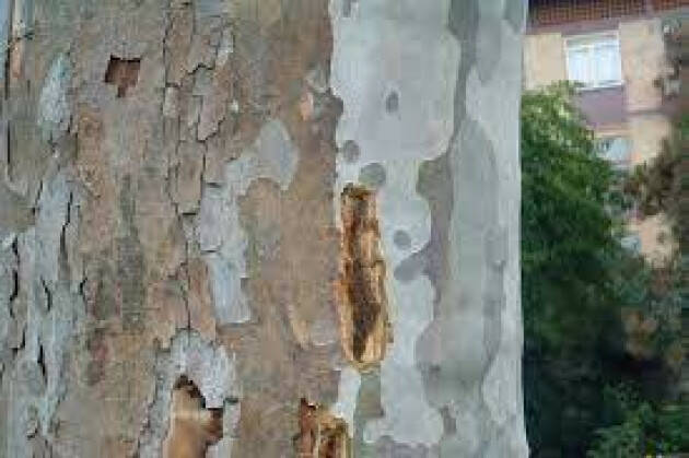 Piacenza Cancro colorato, disposto l’abbattimento di sette platani in via Tramello.