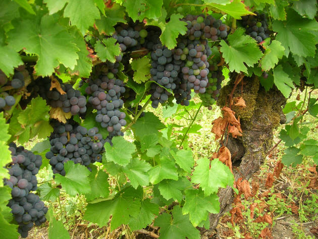 L’uva Mencia, il “sosia” del Cabernet Franc che spopola nel nord della Spagna