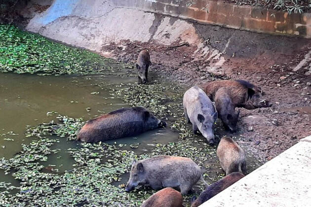 Peste suina VALLACCHI, CARRA, PILONI (PD): MOZIONE BOCCIATA