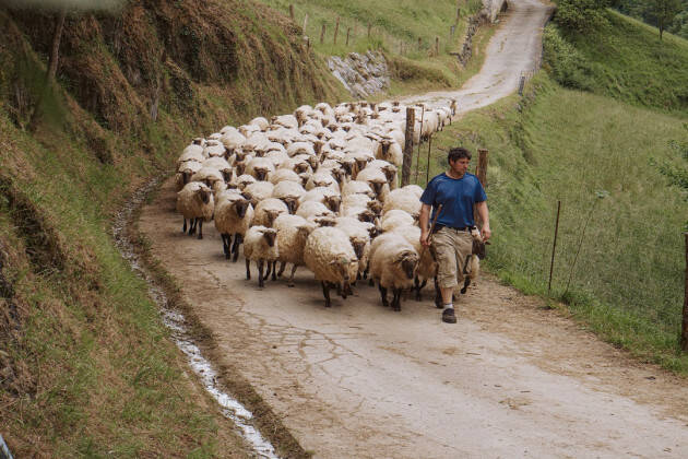 Coldiretti Pastoralismo, oltre 60mila pecore per i pastori vaganti della Lombardia